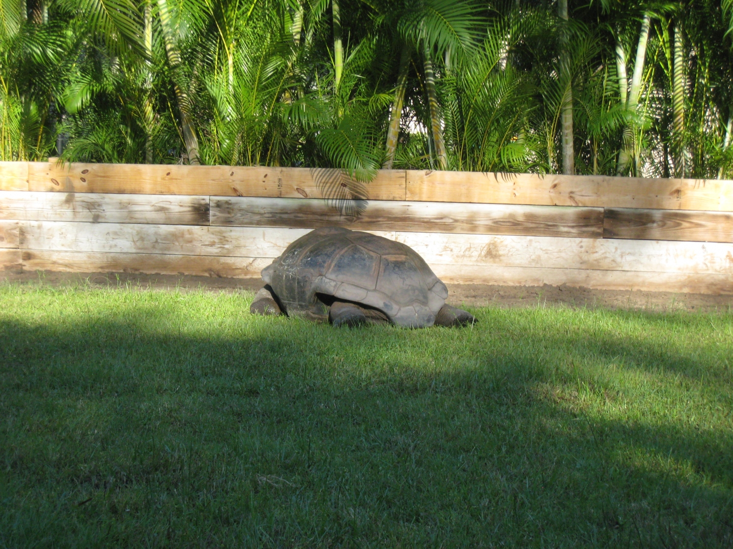 ALDABRA BREEDER