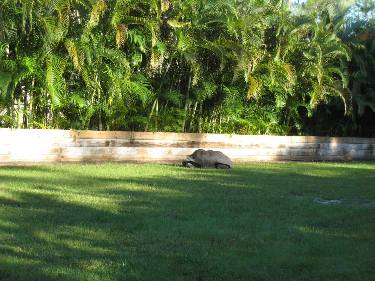 ALDABRA BREEDER