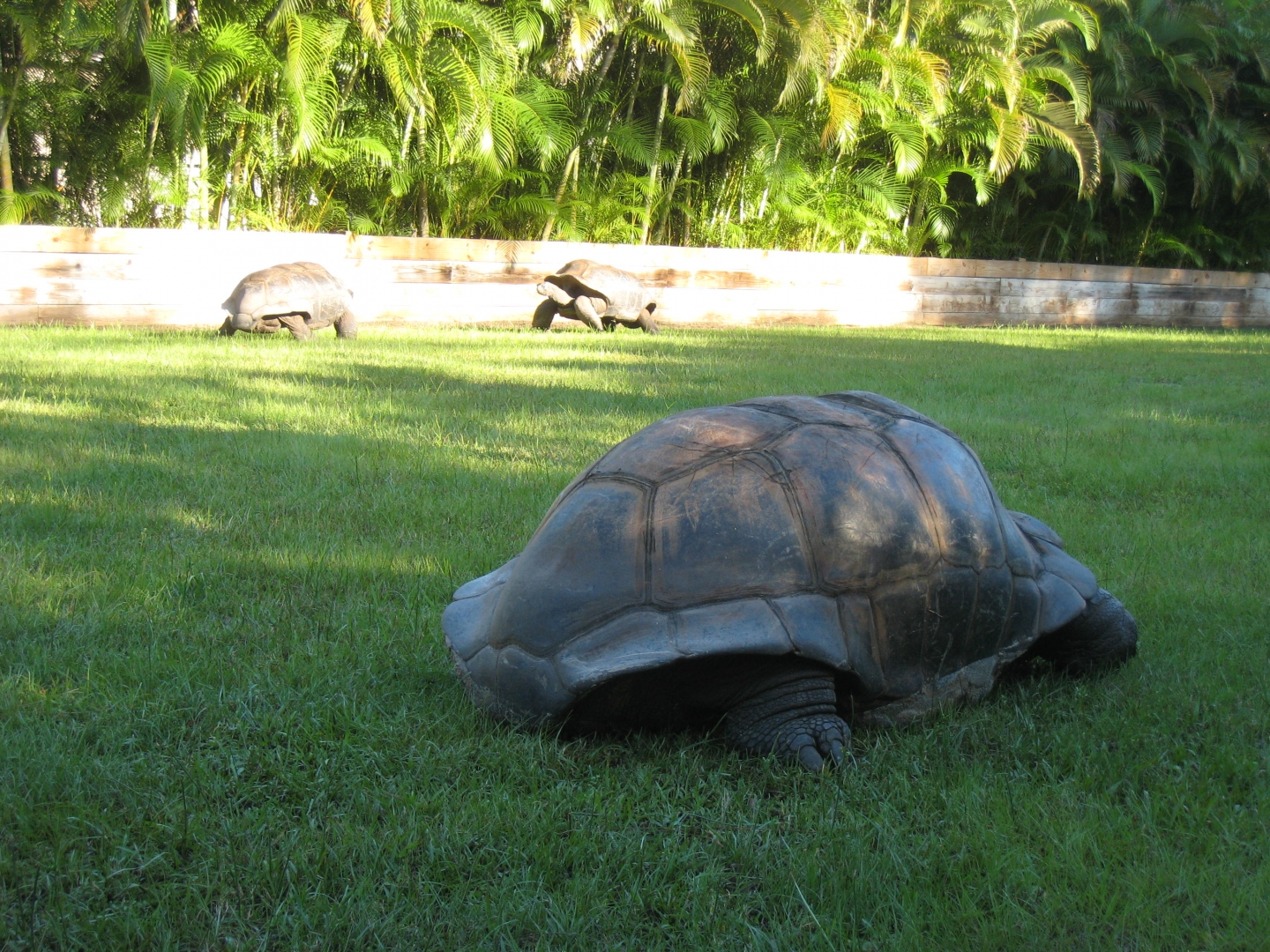ALDABRA BREEDER
