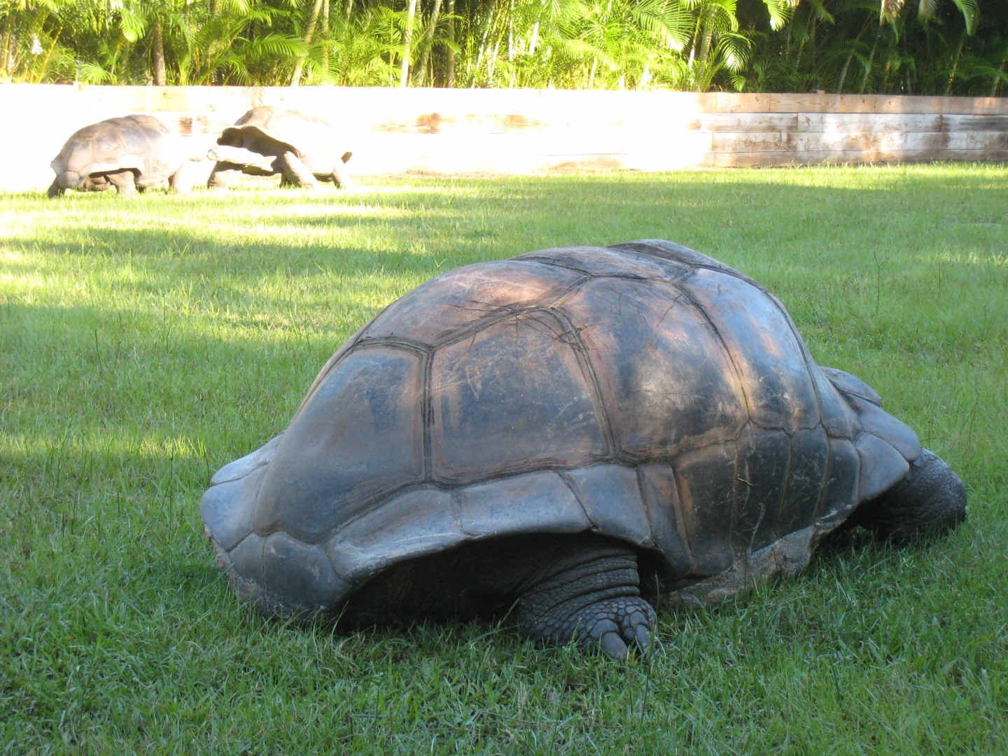 ALDABRA BREEDER