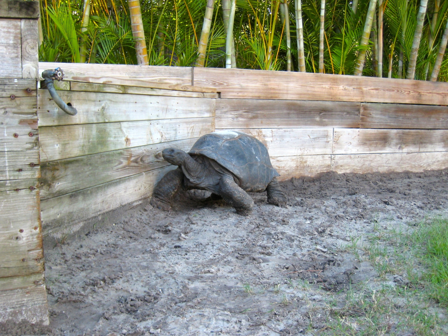 ALDABRA BREEDER