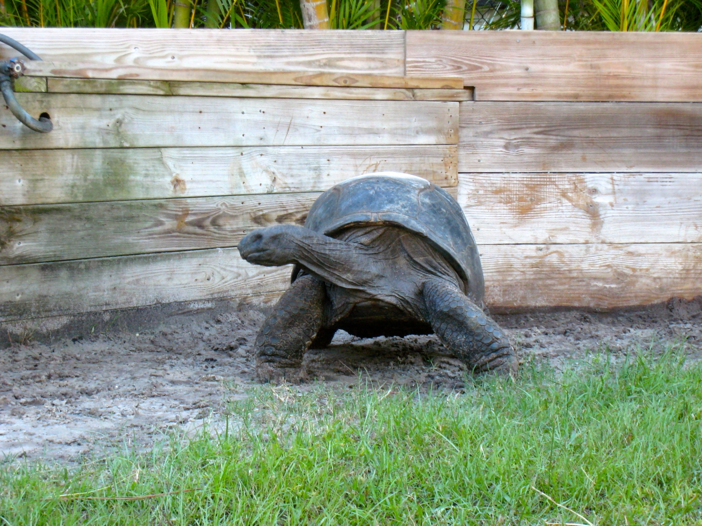 ALDABRA BREEDER