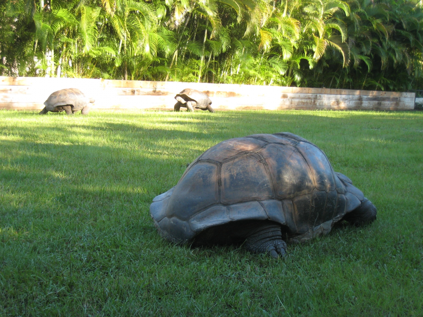 ALDABRA BREEDER