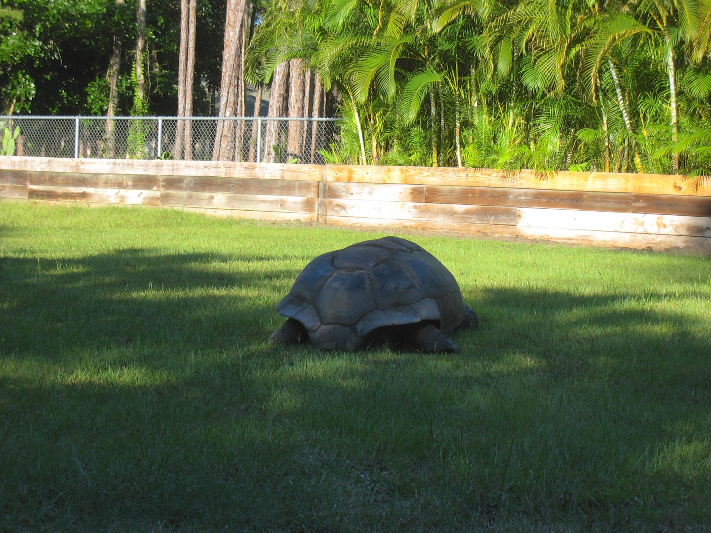 ALDABRA BREEDER