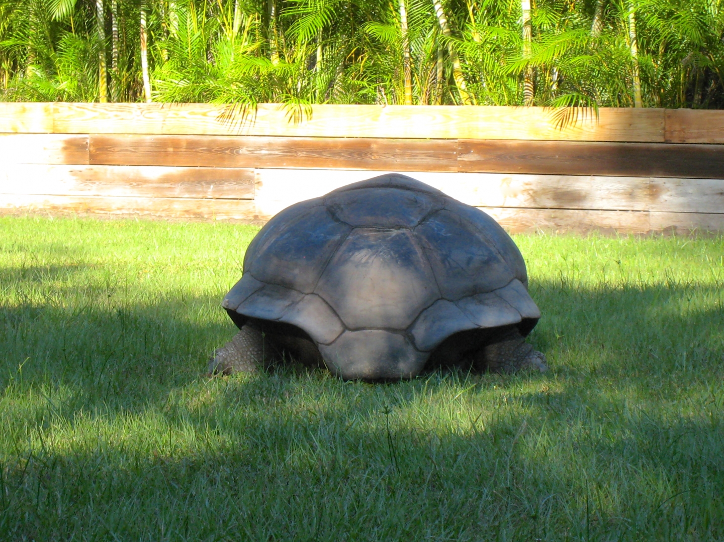 ALDABRA BREEDER