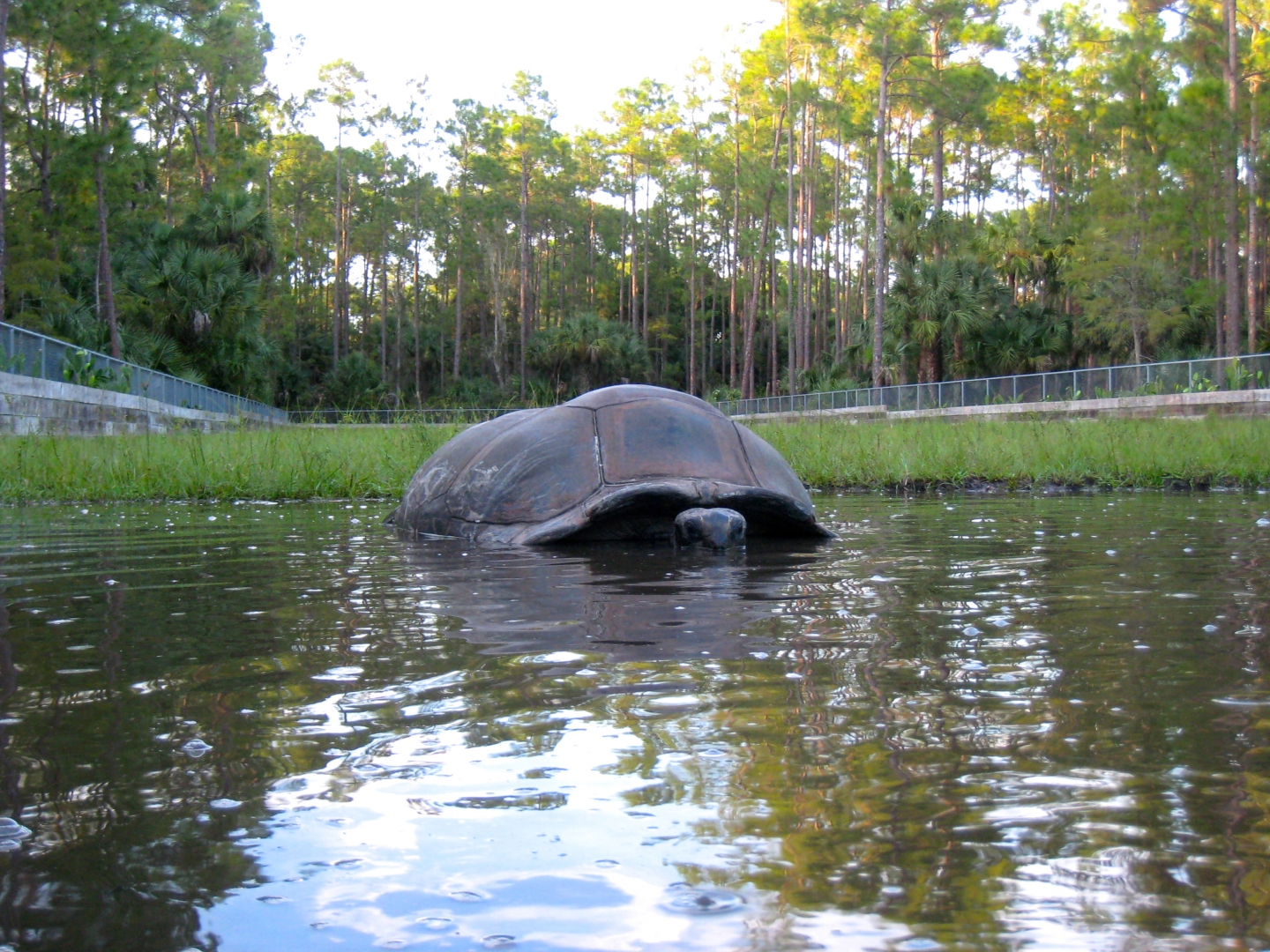 ALDABRA BREEDER