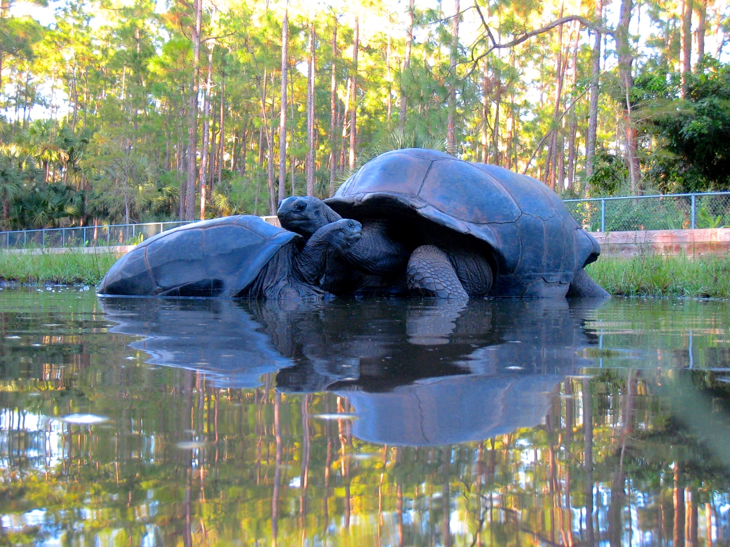 ALDABRA BREEDER