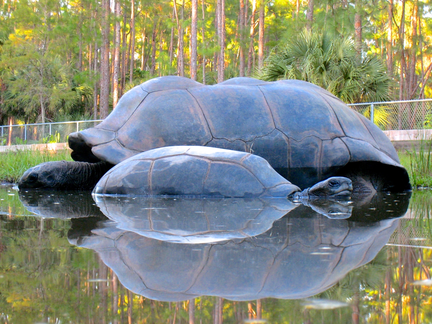 ALDABRA BREEDER