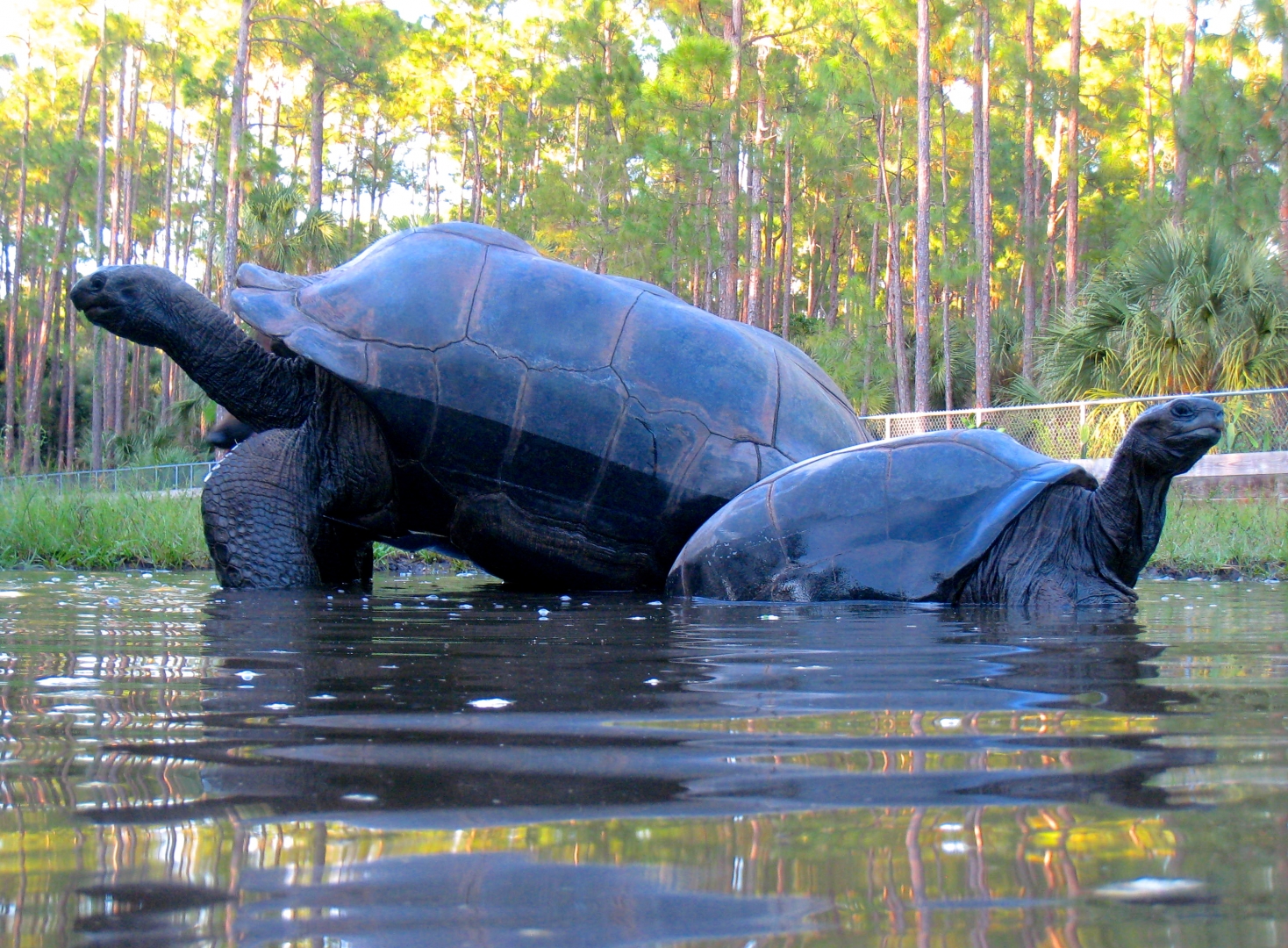 ALDABRA BREEDER
