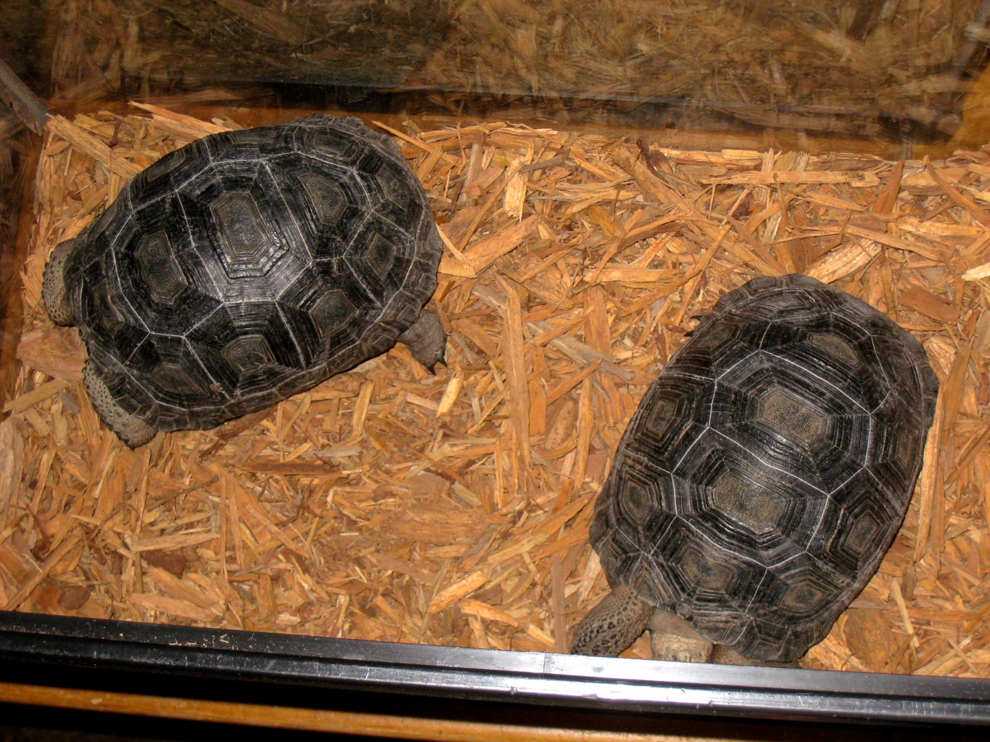 ALDABRA BREEDER