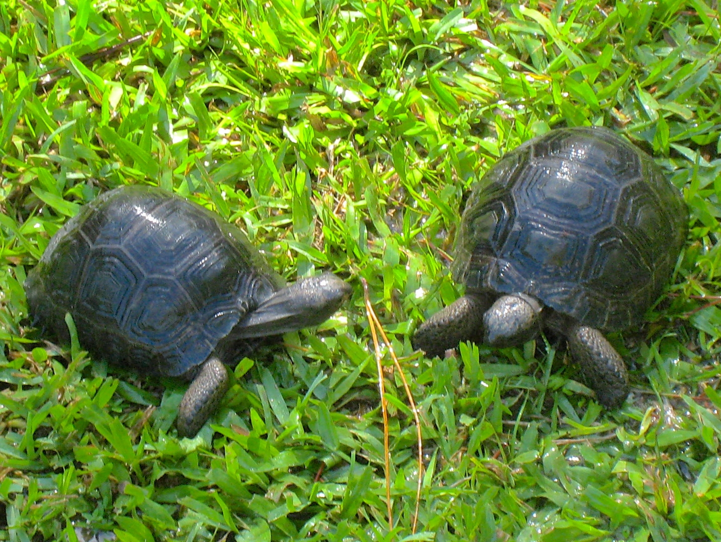 ALDABRA BREEDER