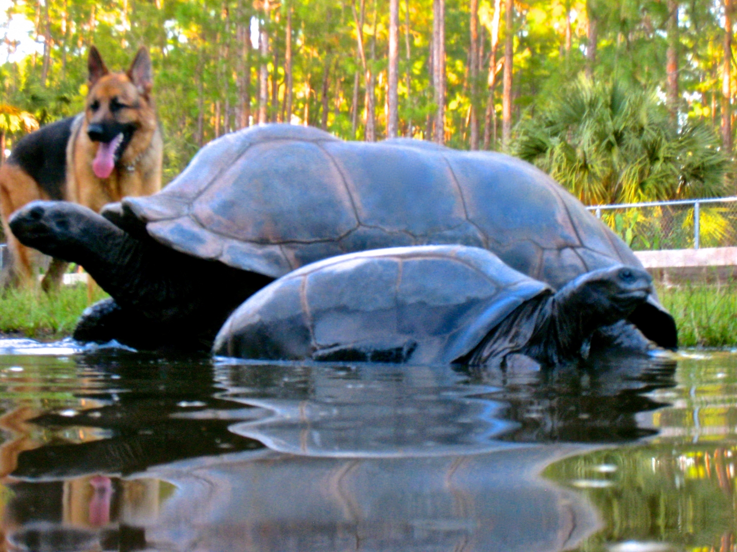 ALDABRA BREEDER