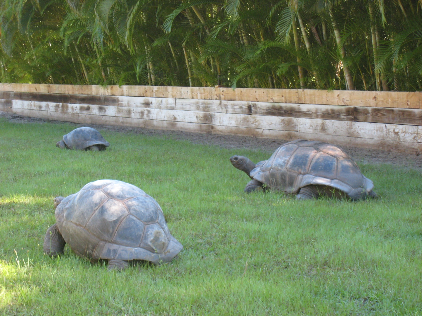 ALDABRA BREEDER