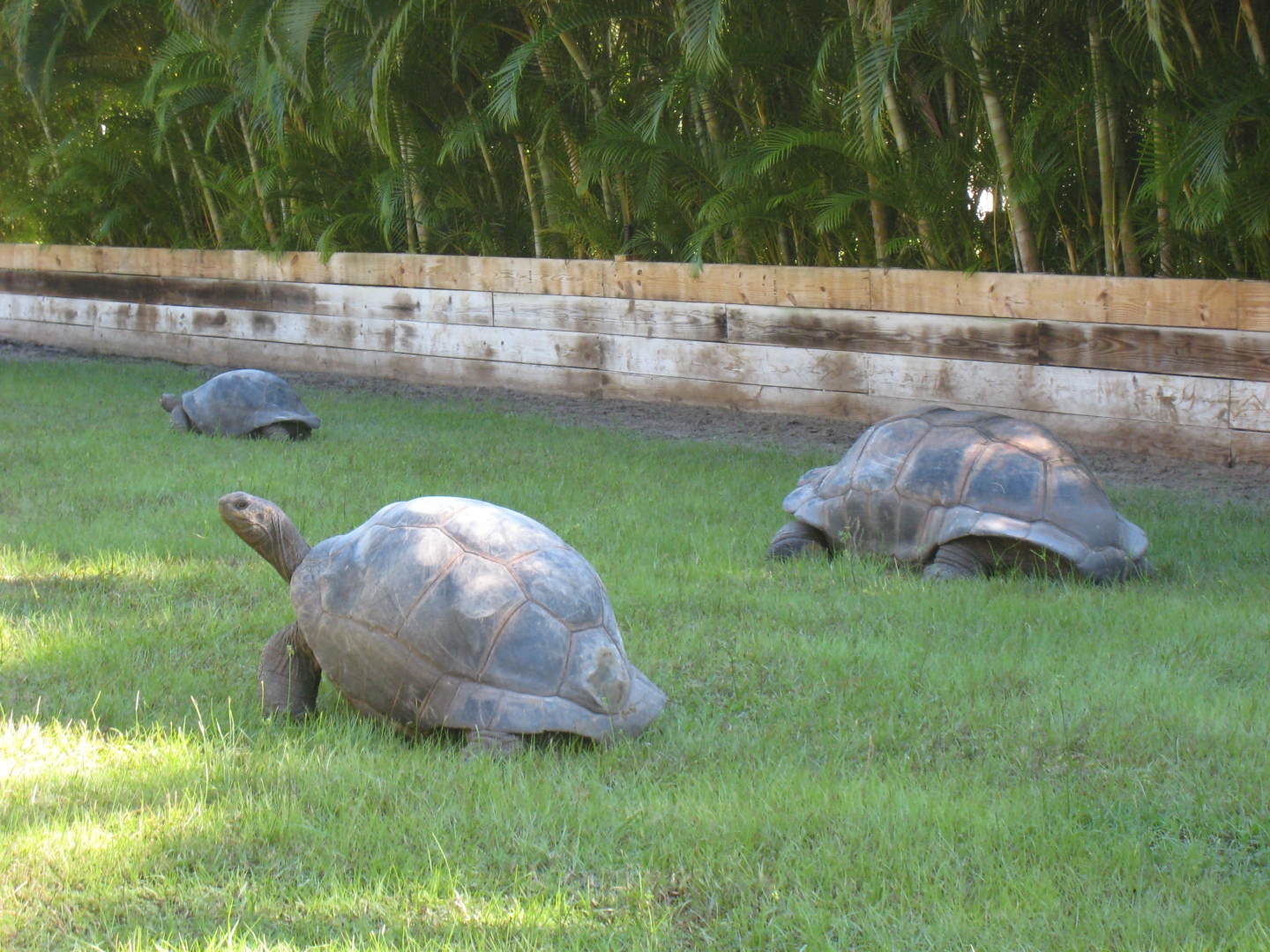 ALDABRA BREEDER