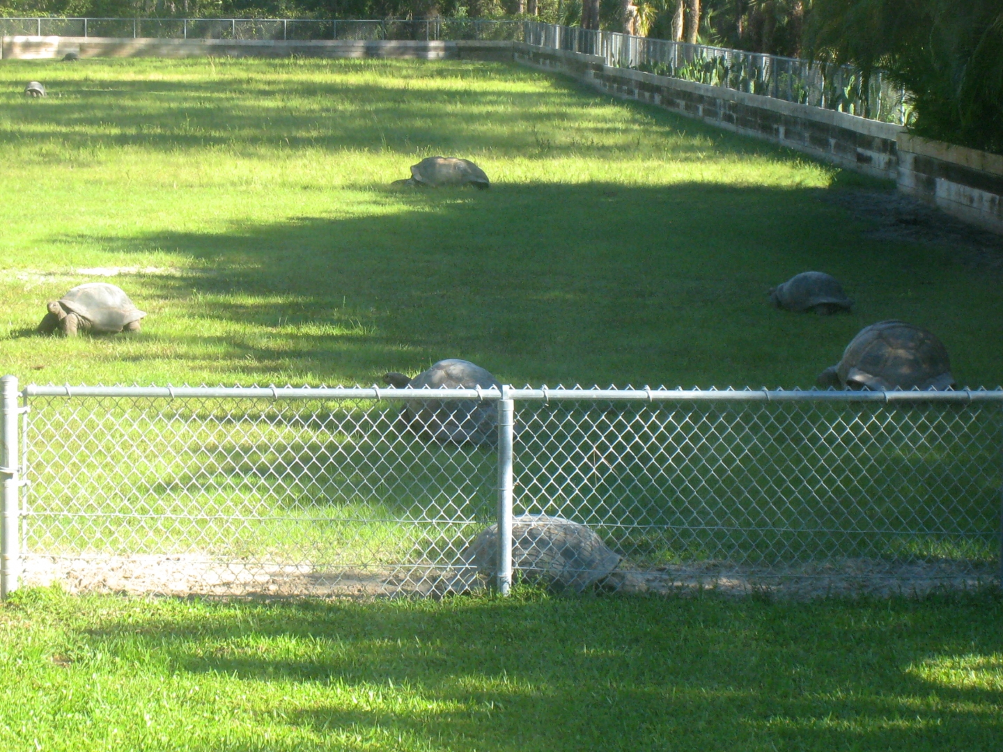 ALDABRA BREEDER