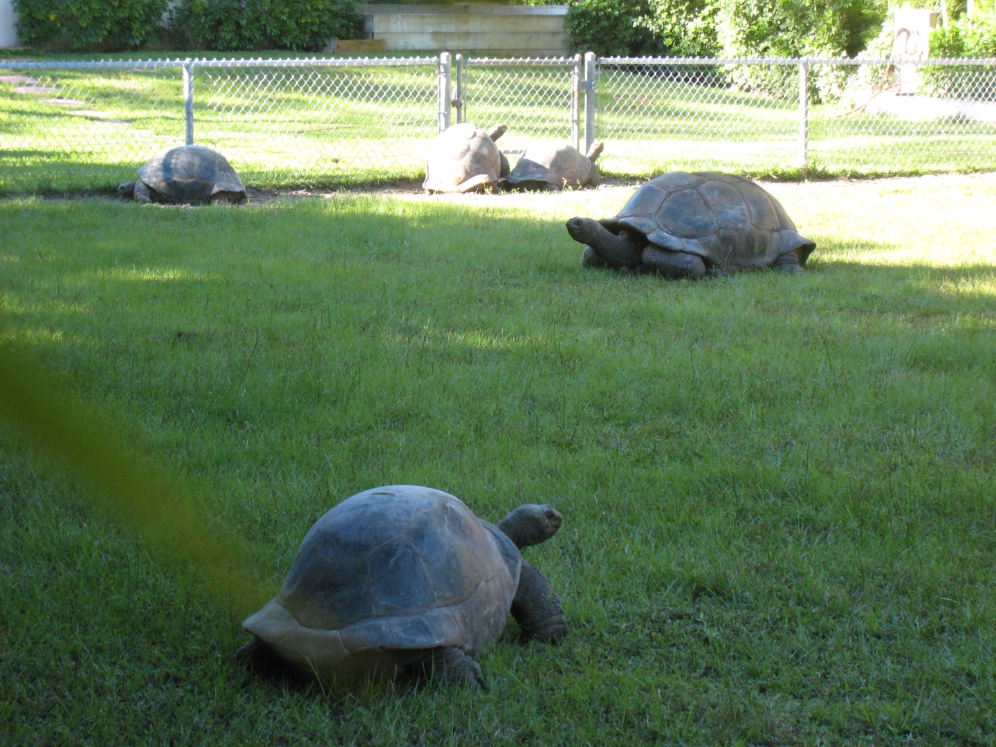 ALDABRA BREEDER