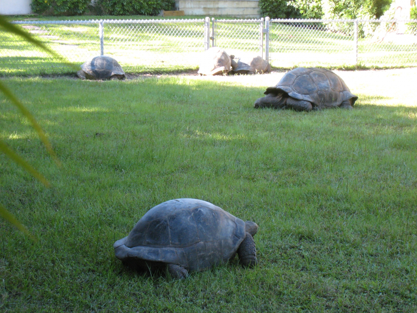ALDABRA BREEDER