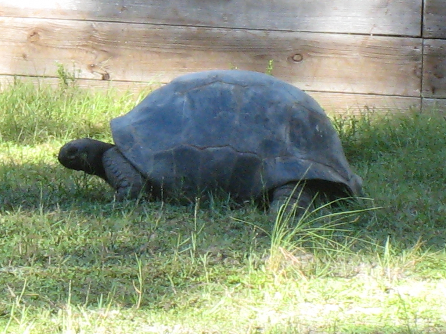 ALDABRA BREEDER