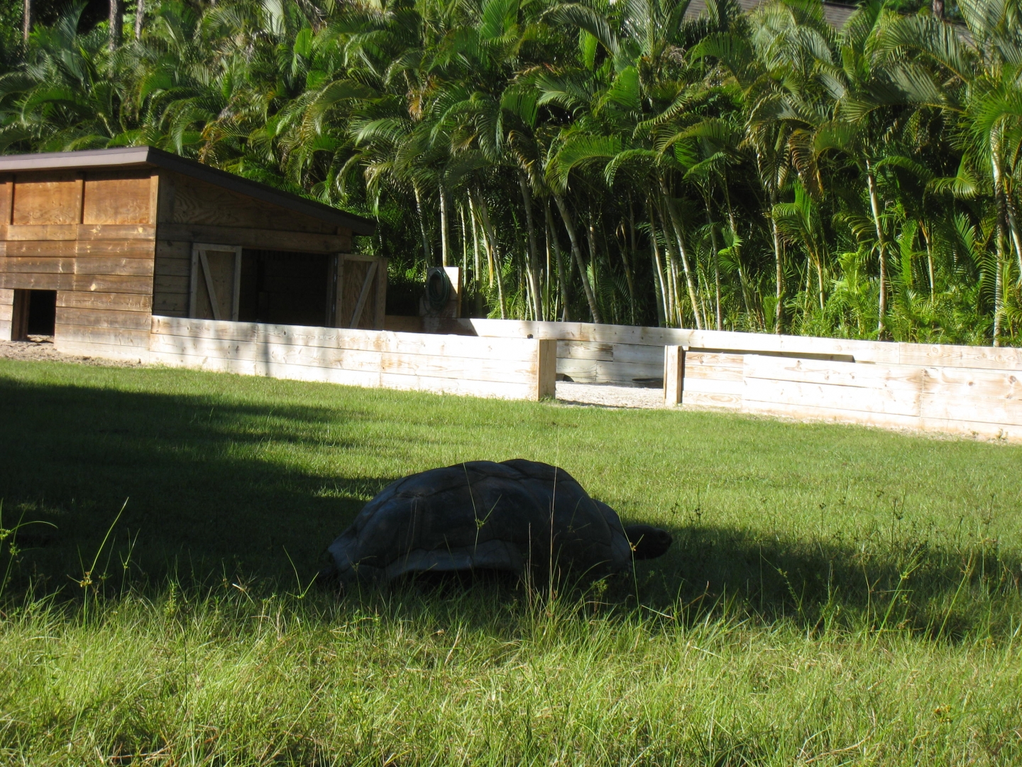 ALDABRA BREEDER