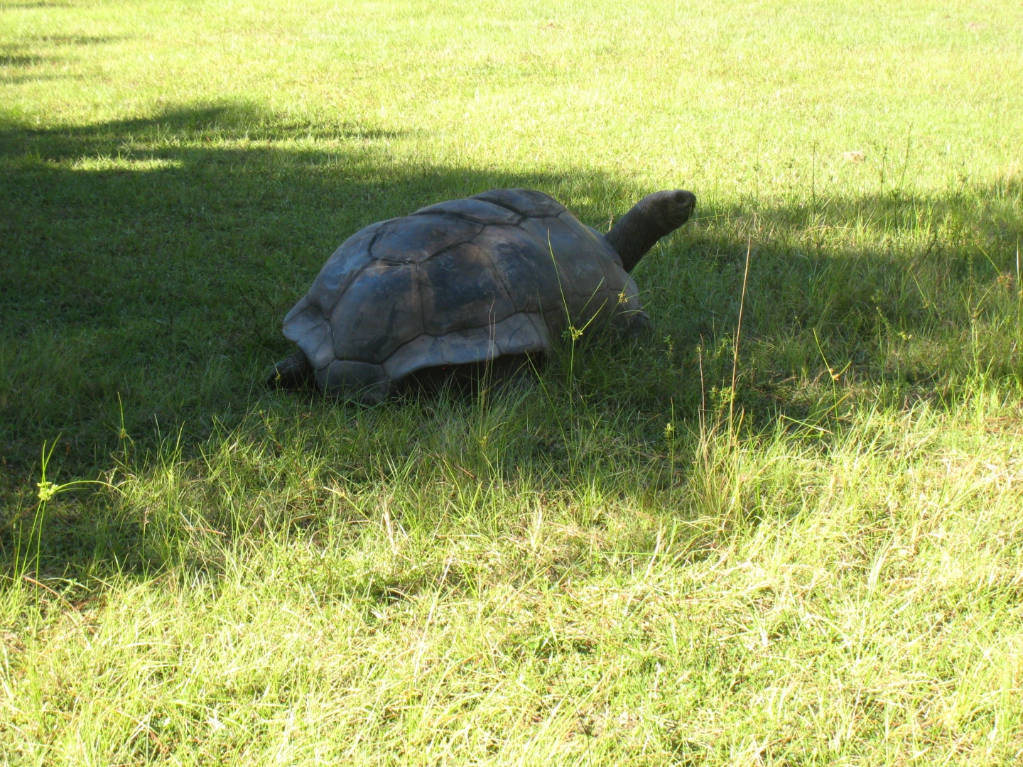 ALDABRA BREEDER