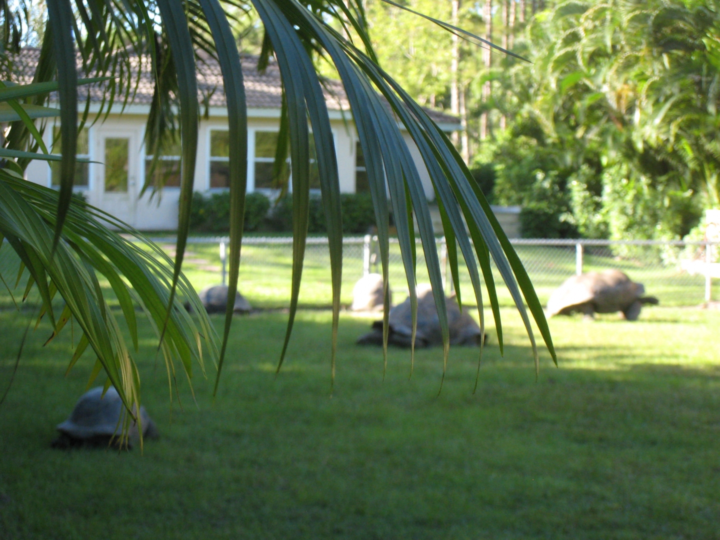 ALDABRA BREEDER
