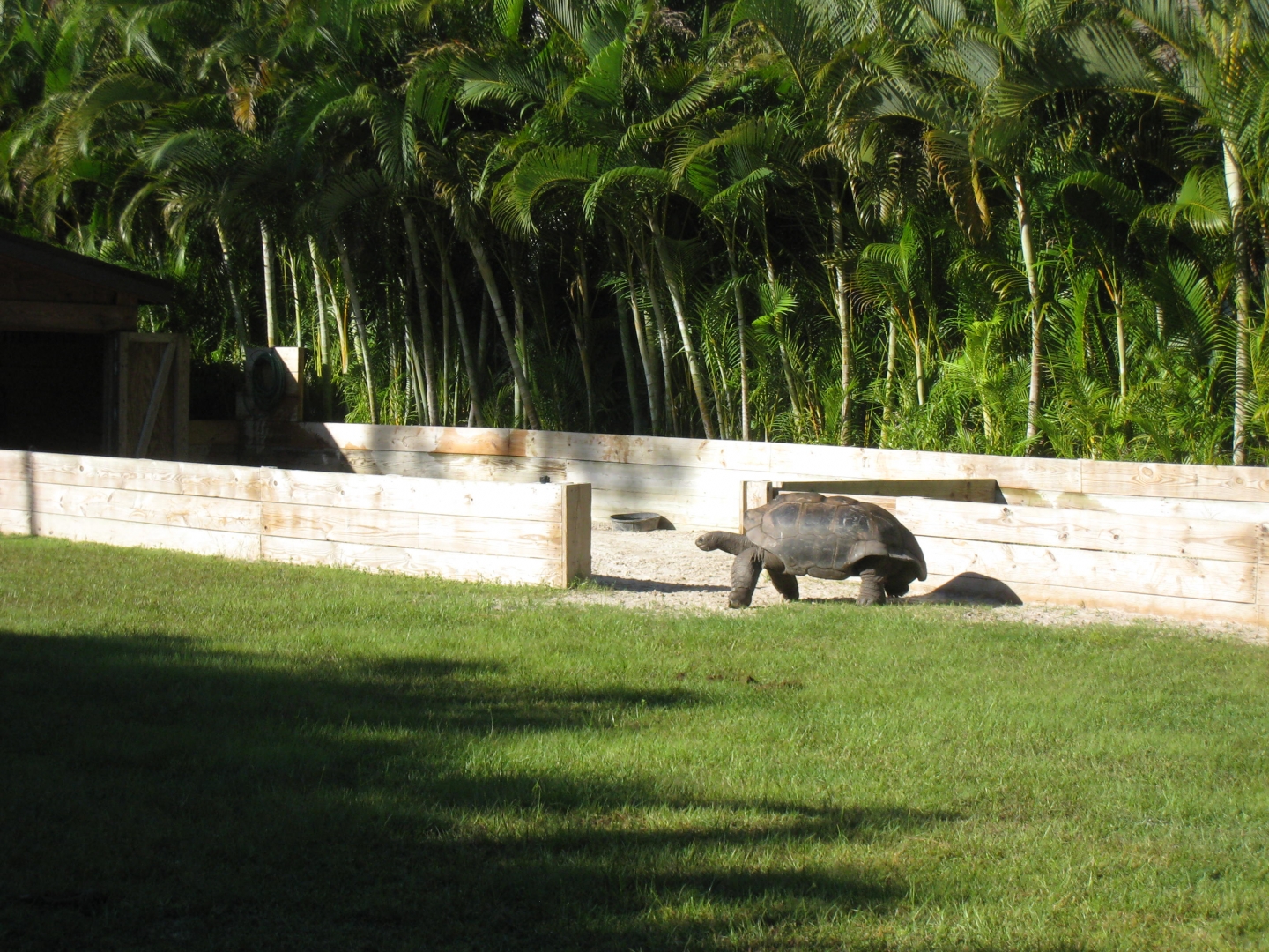 ALDABRA BREEDER