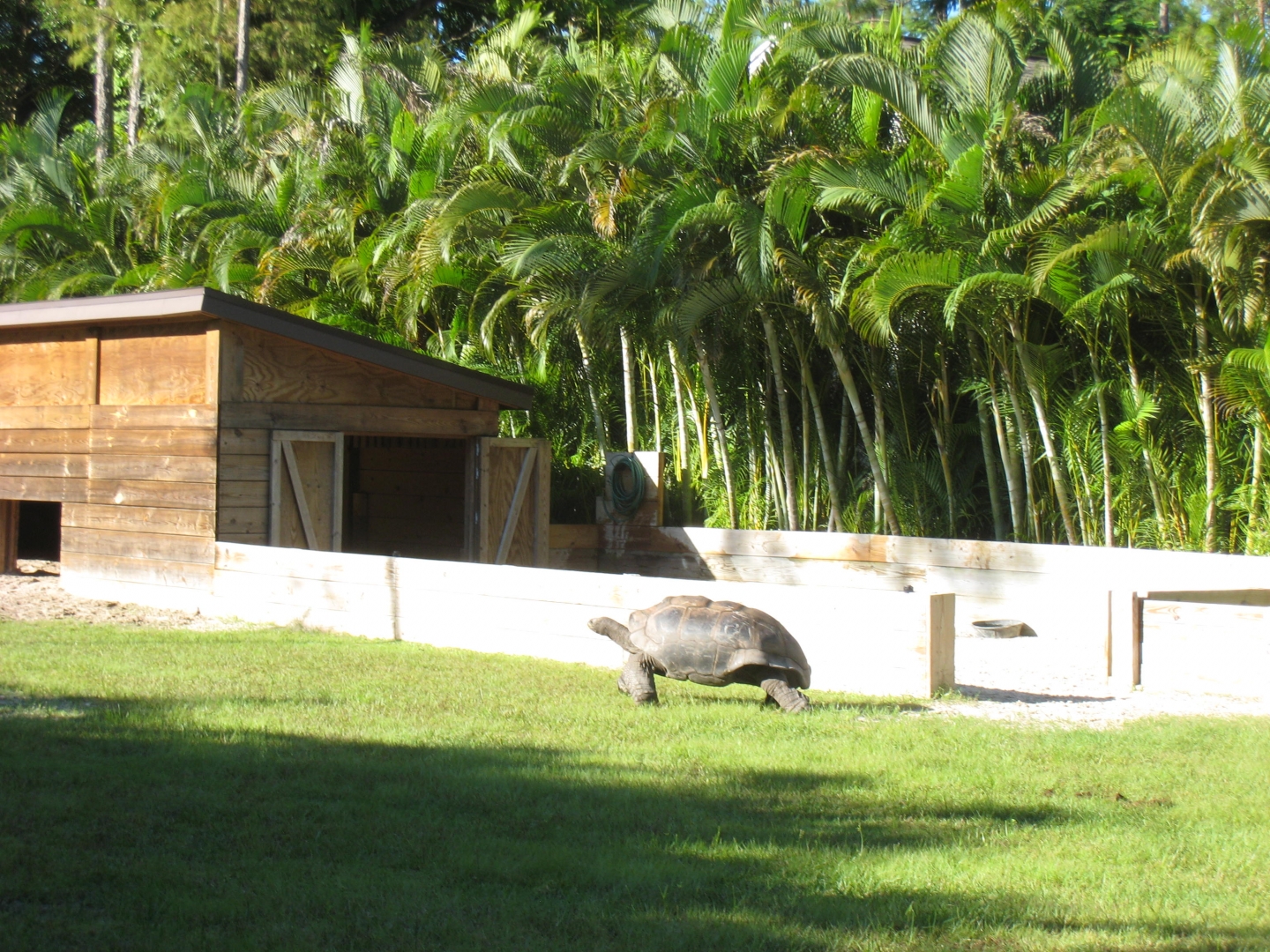 ALDABRA BREEDER