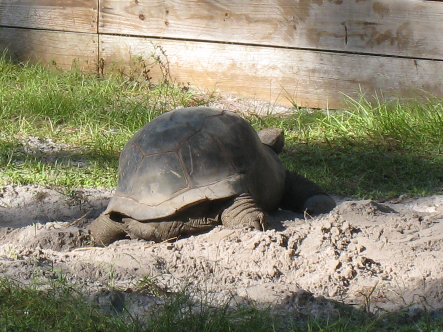 ALDABRA BREEDER