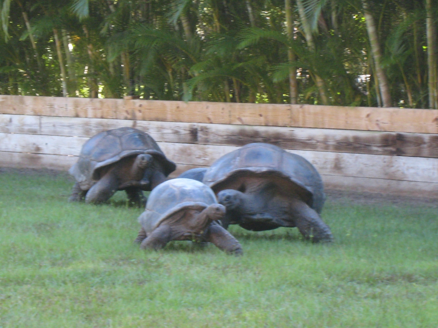 ALDABRA BREEDER