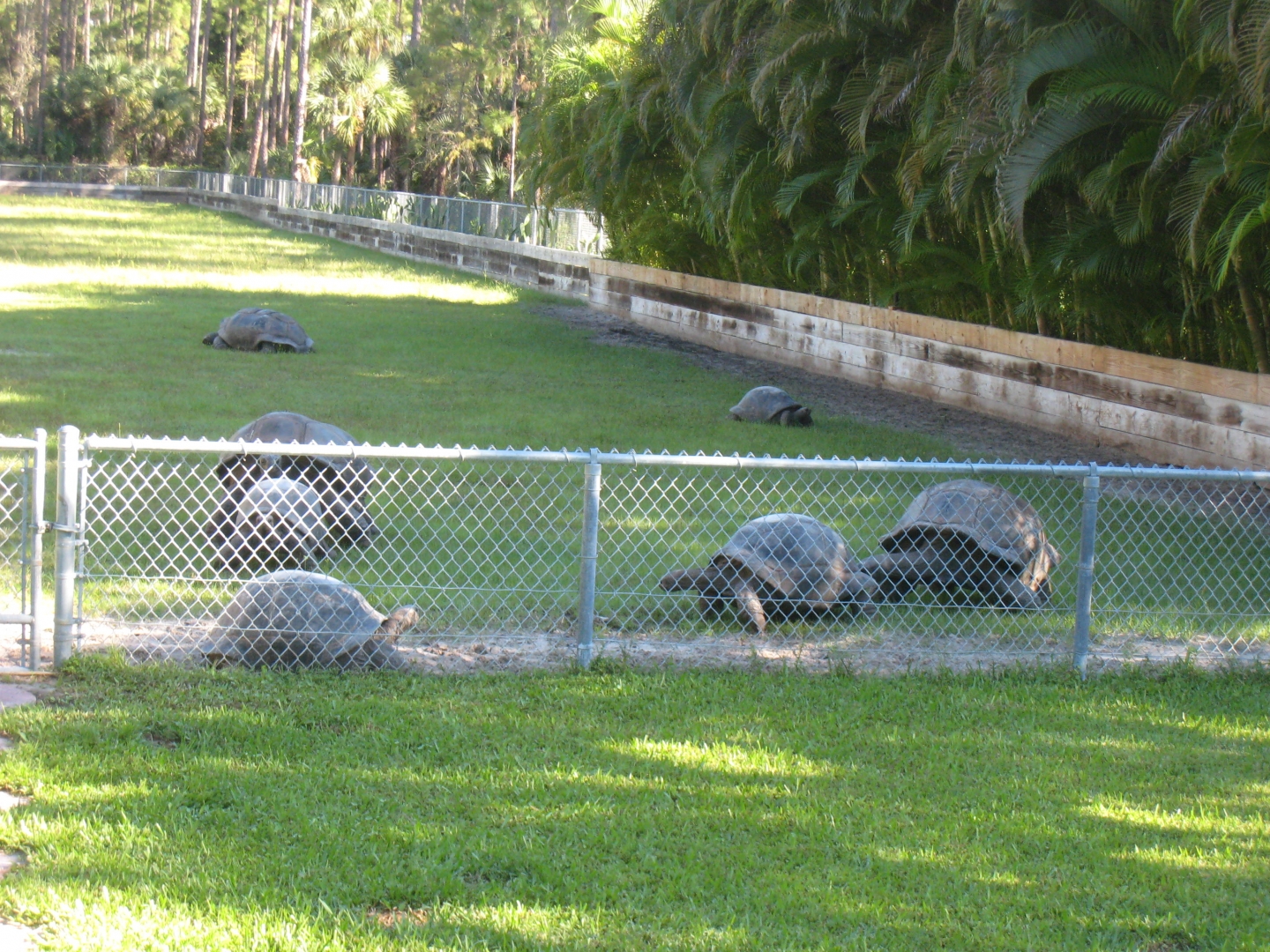 ALDABRA BREEDER