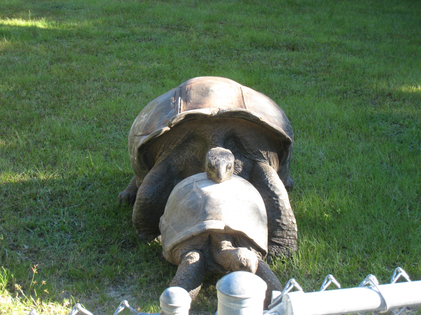 ALDABRA BREEDER