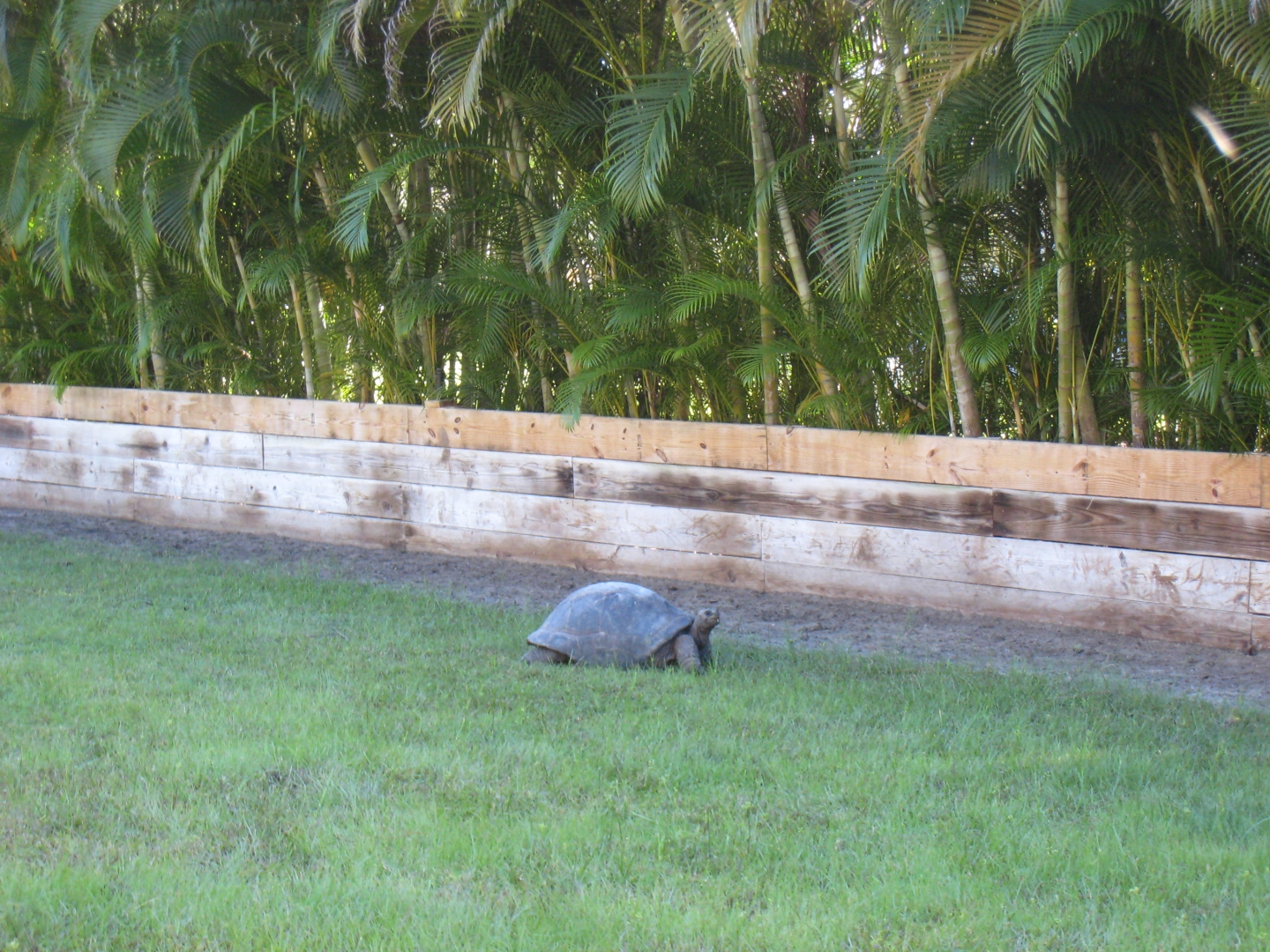 ALDABRA BREEDER