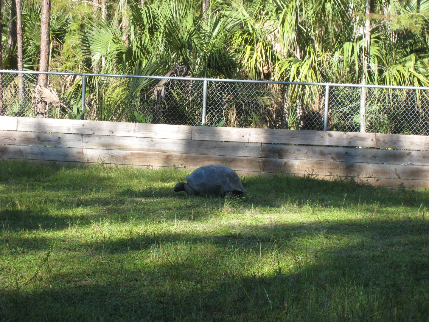 ALDABRA BREEDER