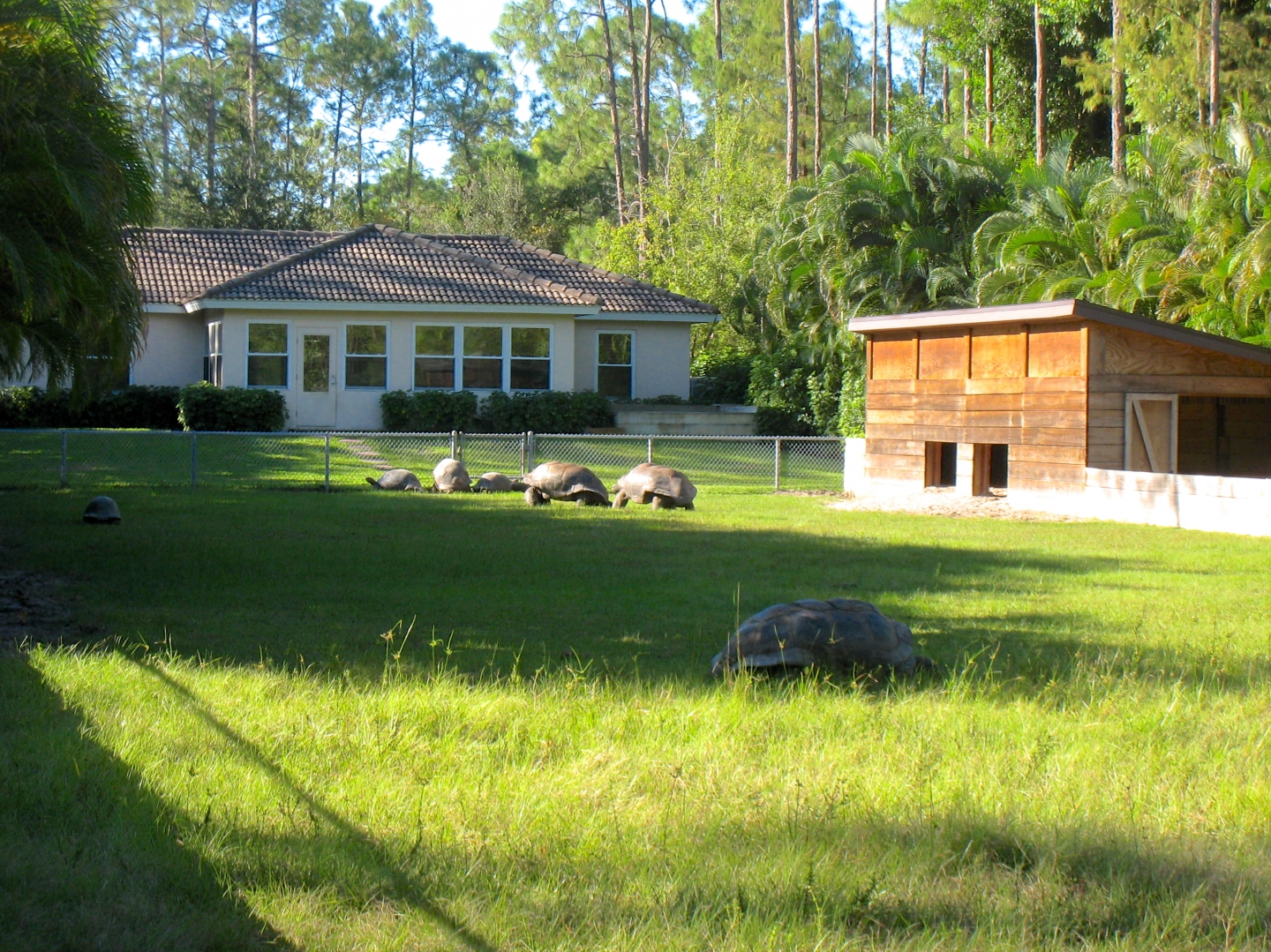 ALDABRA BREEDER