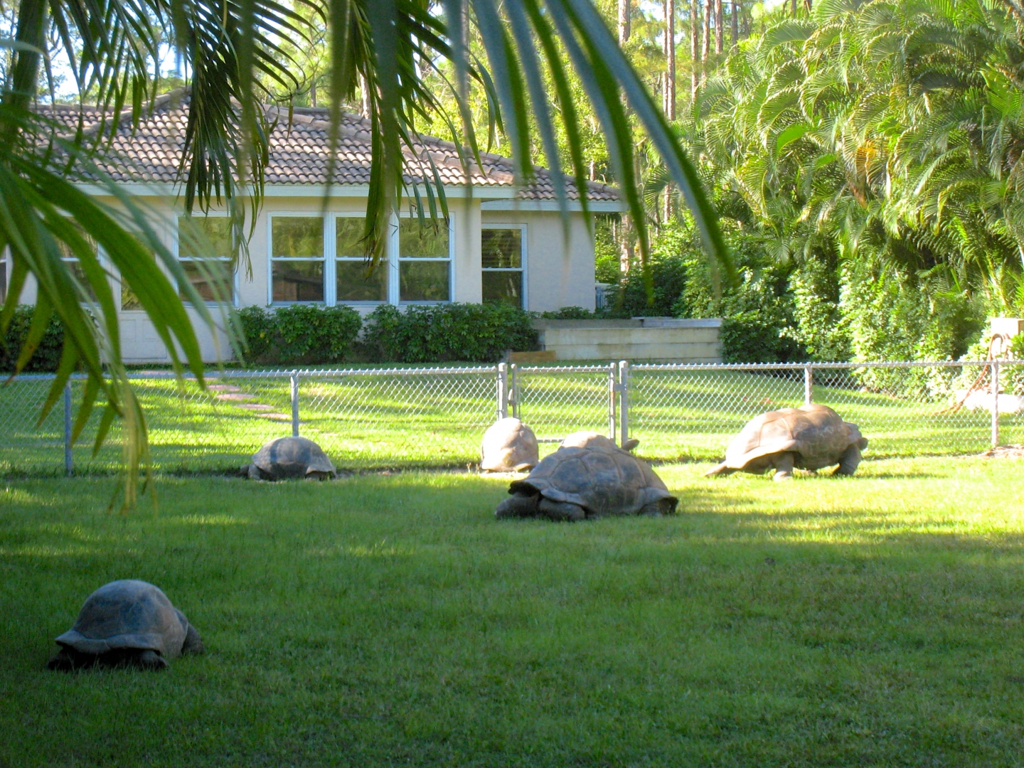ALDABRA BREEDER