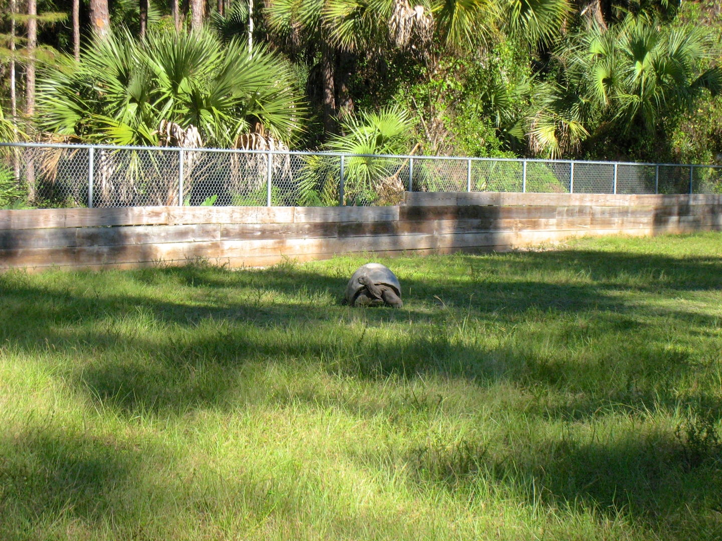 ALDABRA BREEDER