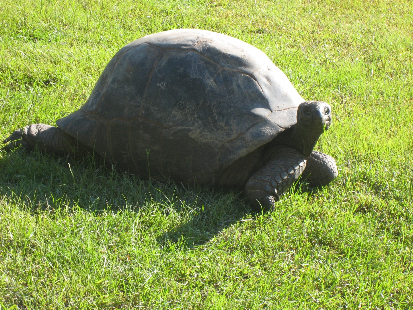 ALDABRA BREEDER