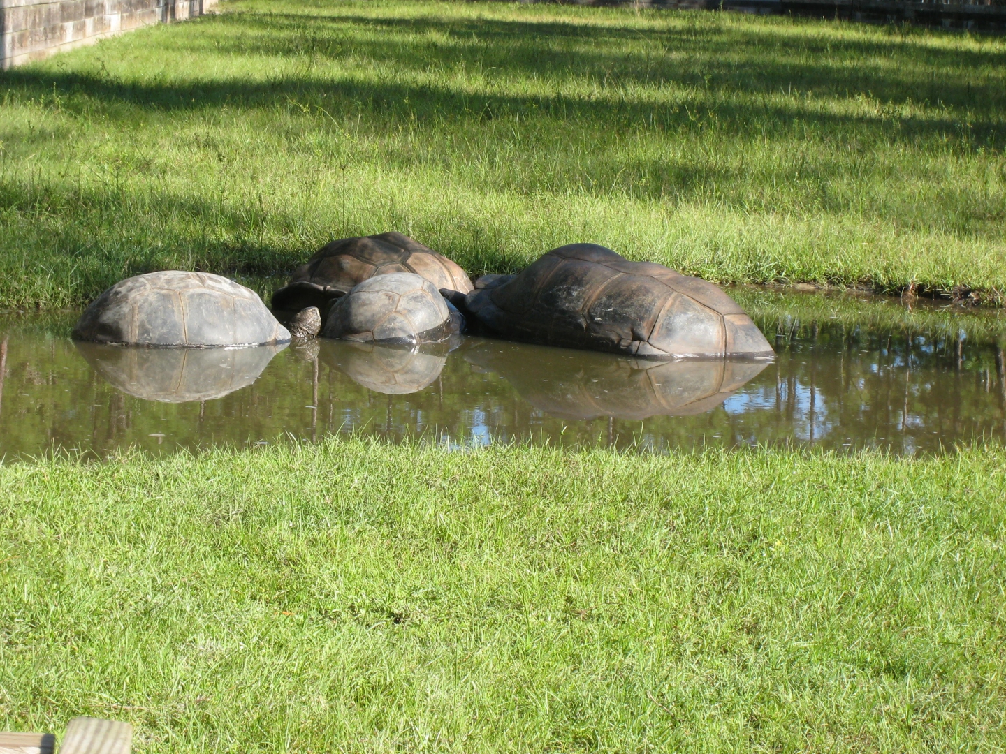 ALDABRA BREEDER