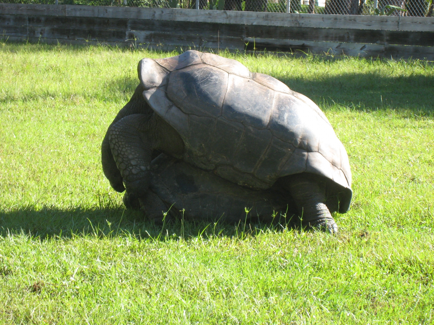 ALDABRA BREEDER