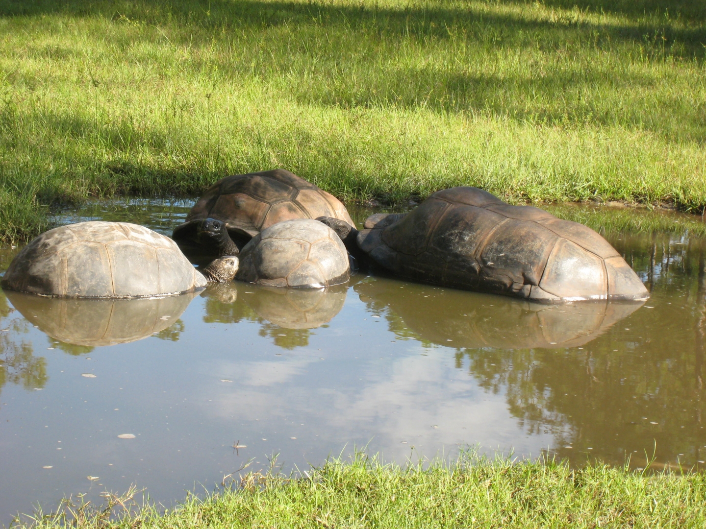 ALDABRA BREEDER