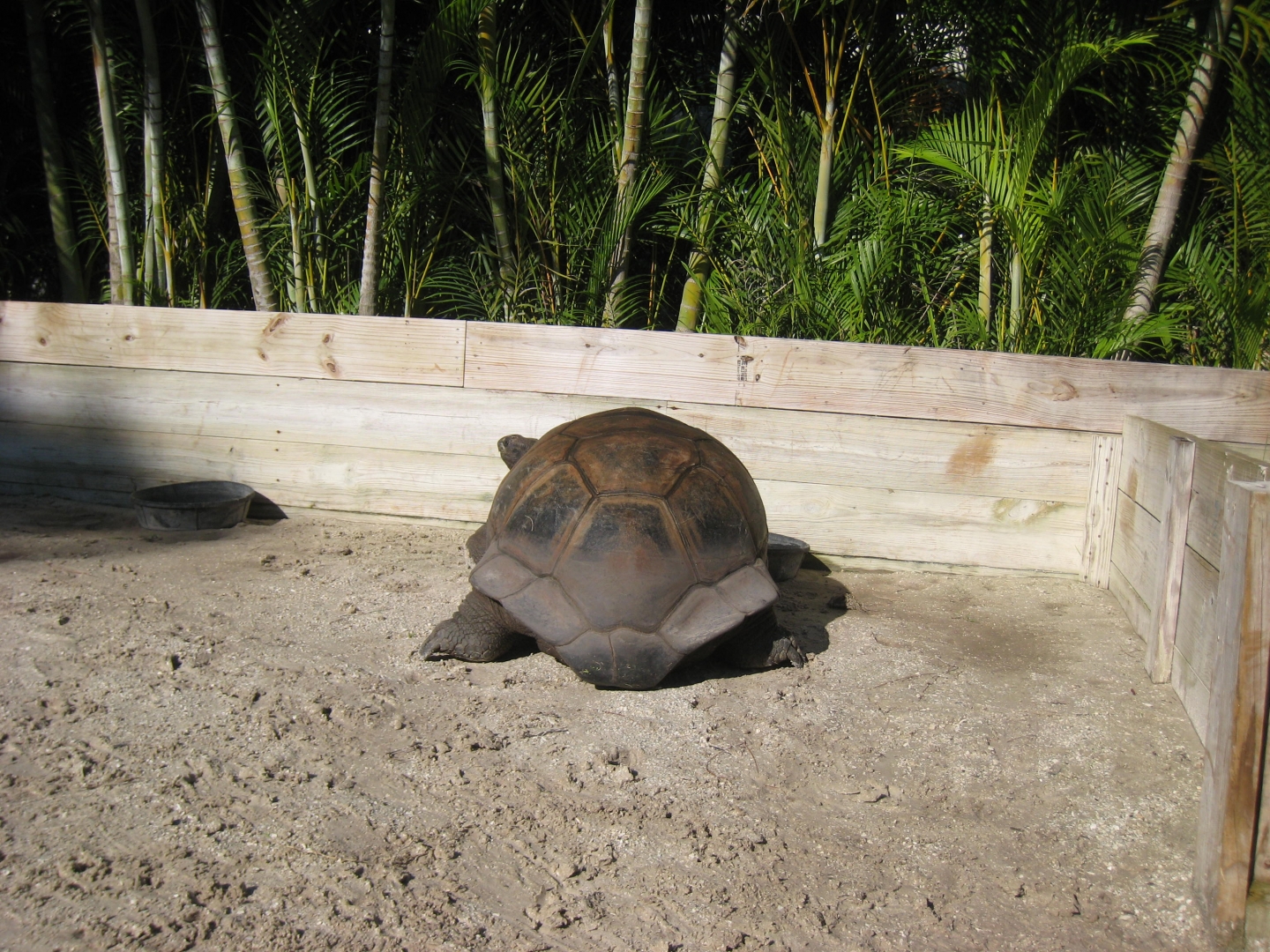 ALDABRA BREEDER