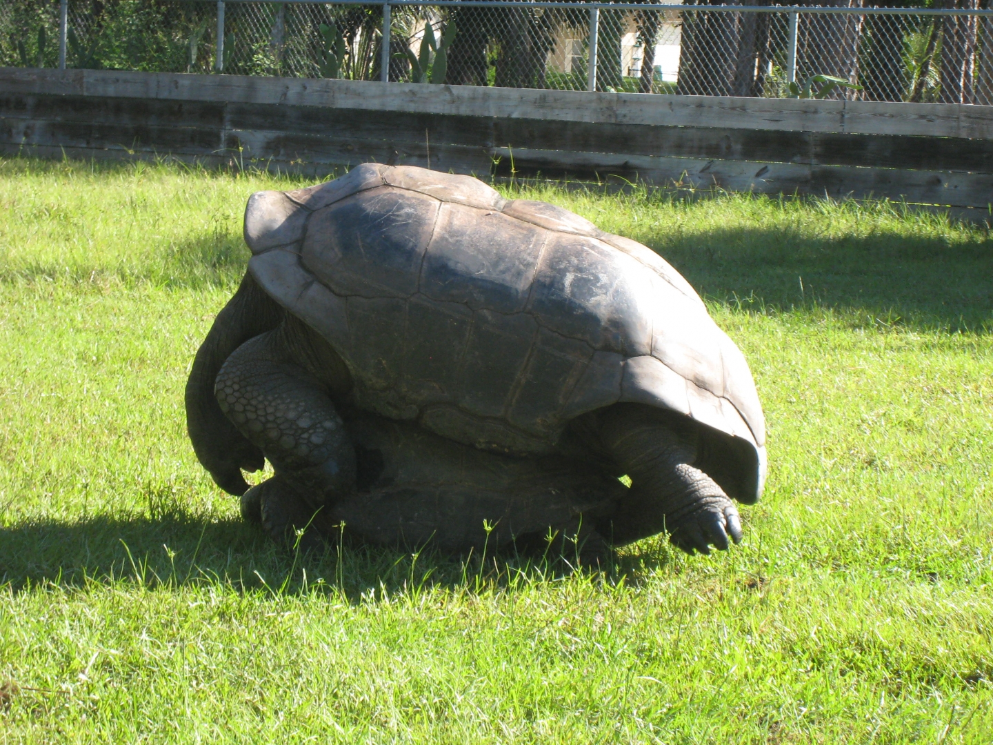ALDABRA BREEDER