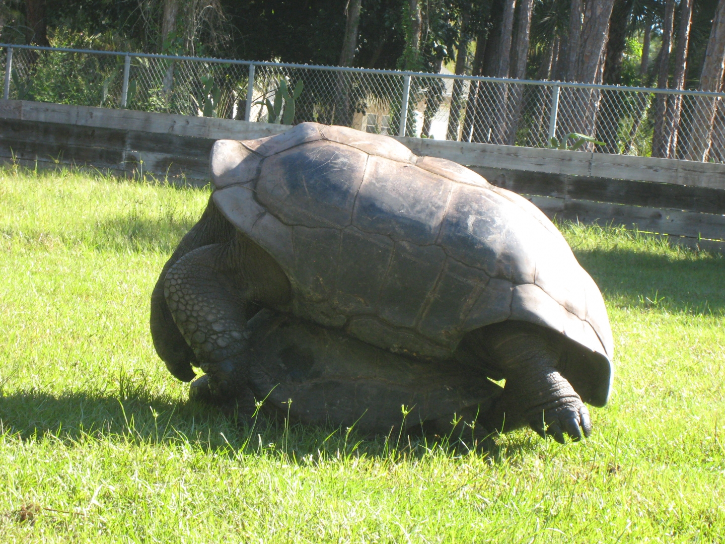 ALDABRA BREEDER