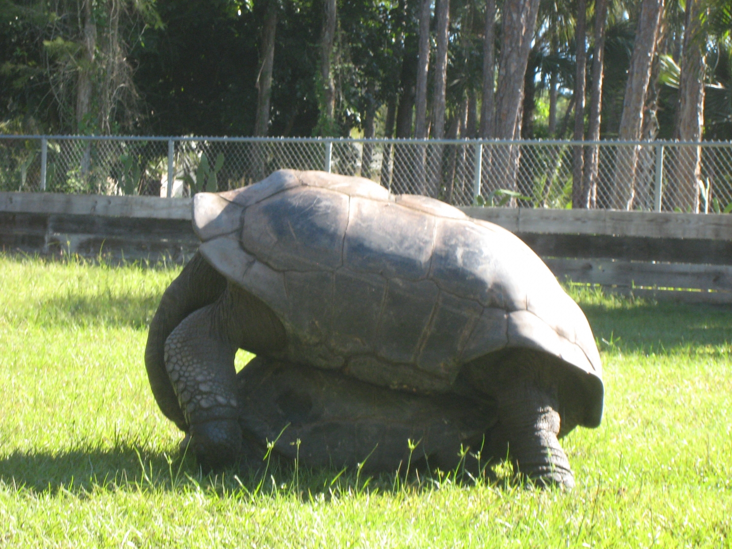 ALDABRA BREEDER