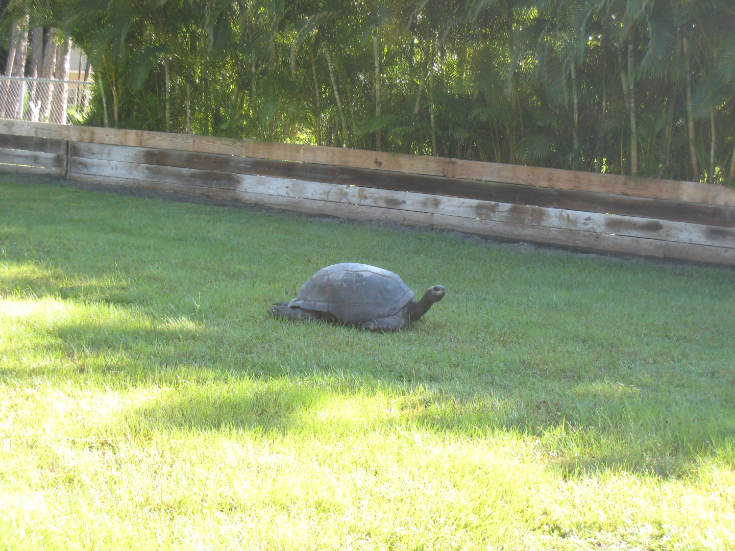 ALDABRA BREEDER