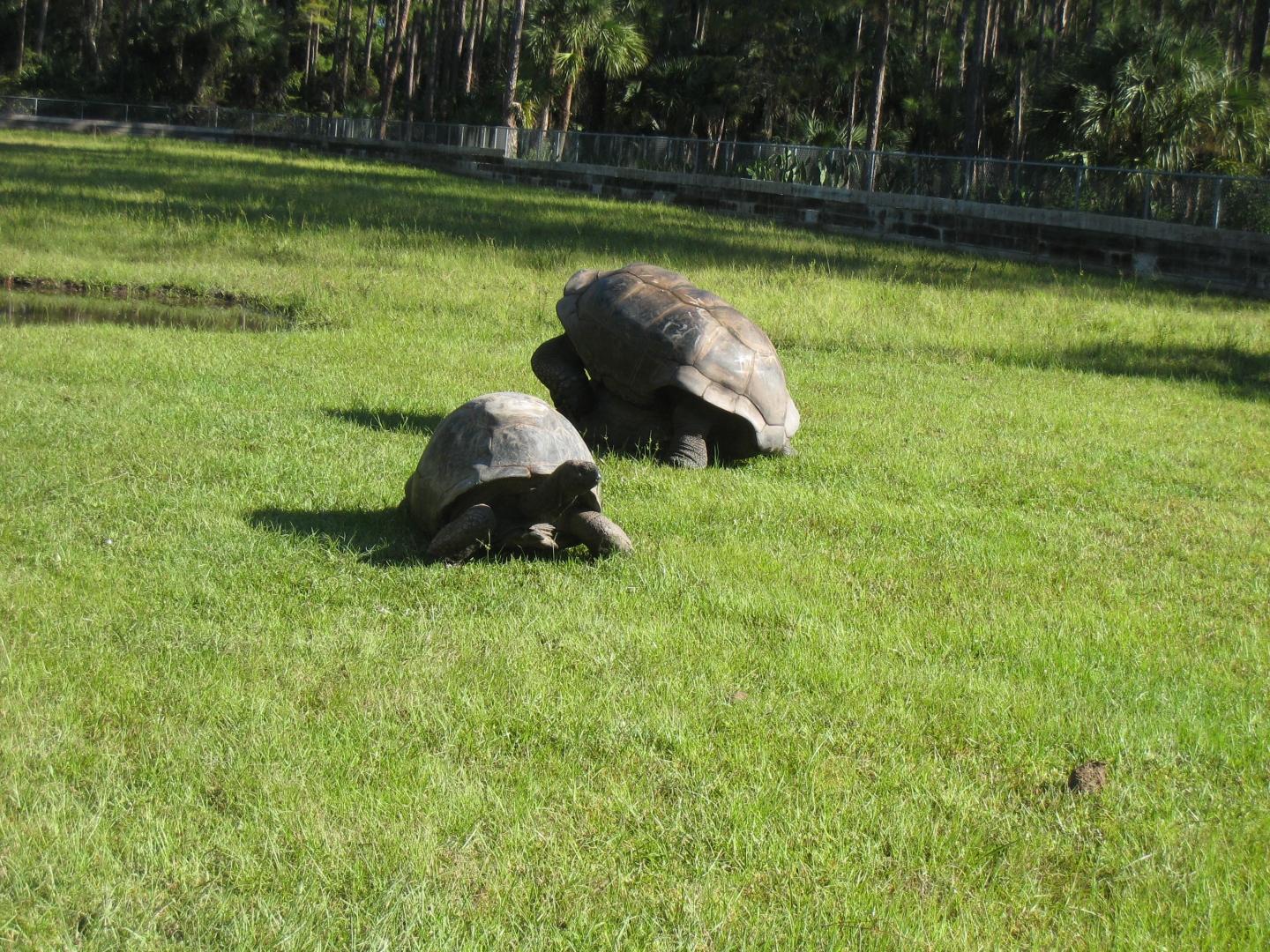 ALDABRA BREEDER