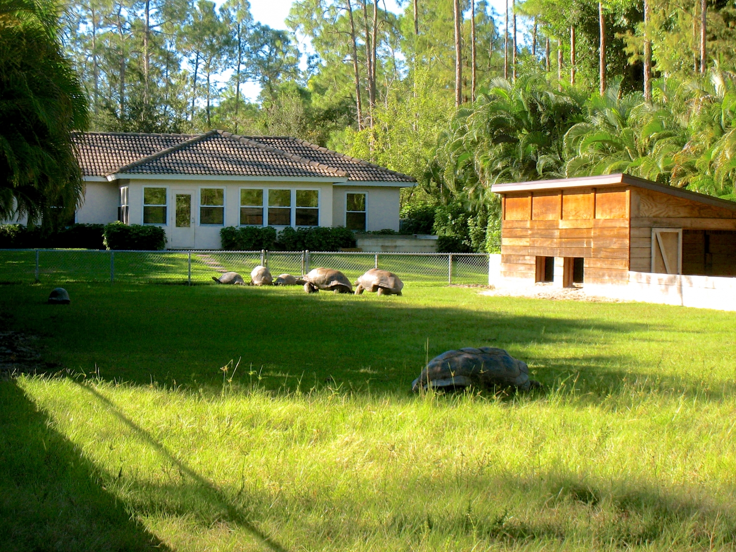 ALDABRA BREEDER