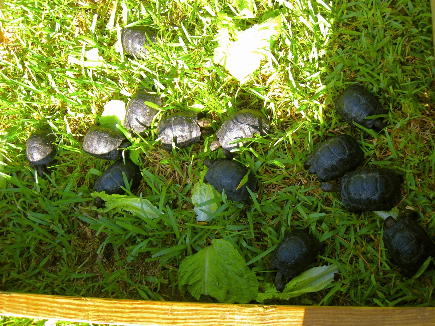 ALDABRA BREEDER