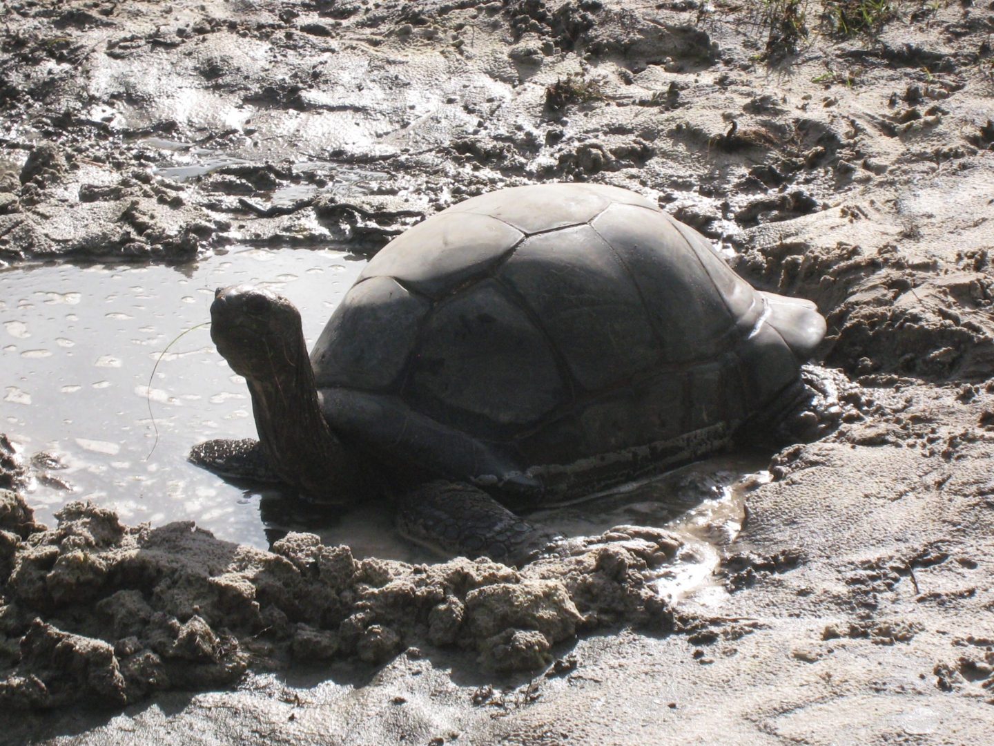 ALDABRA BREEDER