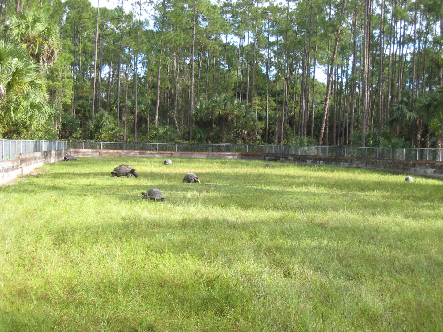 ALDABRA BREEDER